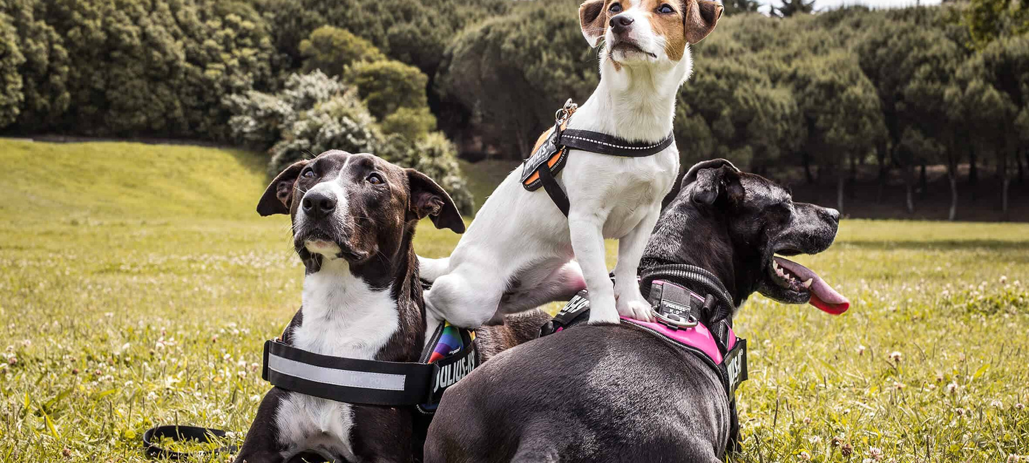 Dog Supplies Store 5 Dog Supplies Store -Dog Supplies Store 3