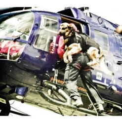 JULIUS K9 Descending And Carrier Harness DISCONTINUED 15 JULIUS K9 Descending And Carrier Harness DISCONTINUED -Dog Supplies Store 895 452132154885866 1817259539 n 500x500 1