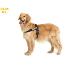 JULIUS K9 IDC Belt Harness Black - NEW GENERATION -Dog Supplies Store NAI7485
