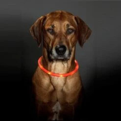 Karlie VISIO LED Light Collar -Dog Supplies Store Visio Collar2