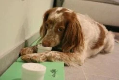 SniffleDog Classic Scent Game -Dog Supplies Store c7bf4d4fe7eed46306e8bc340ab86031fb5cd09fa8933de15f8470c7ed1fc5ba rimg w525 h350 gmir