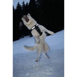 JULIUS K9 IDC Chest Pad